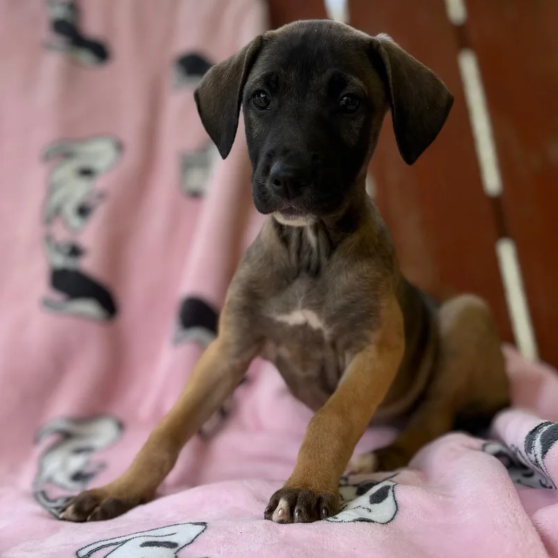 A baby medium-sized female Yellow / Tan / Blond / Fawn German Shepherd Dog dog named Maisie Mojito for adoption in Andover, MA