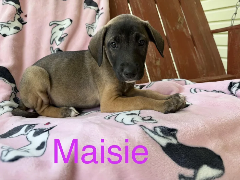 Maisie Mojito thumbnail 3