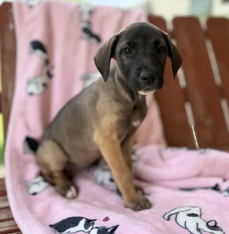 Maisie Mojito thumbnail 4