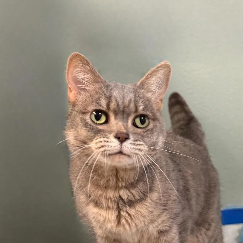 An adult small-sized female Domestic Short Hair cat named Finley for adoption in State College, PA