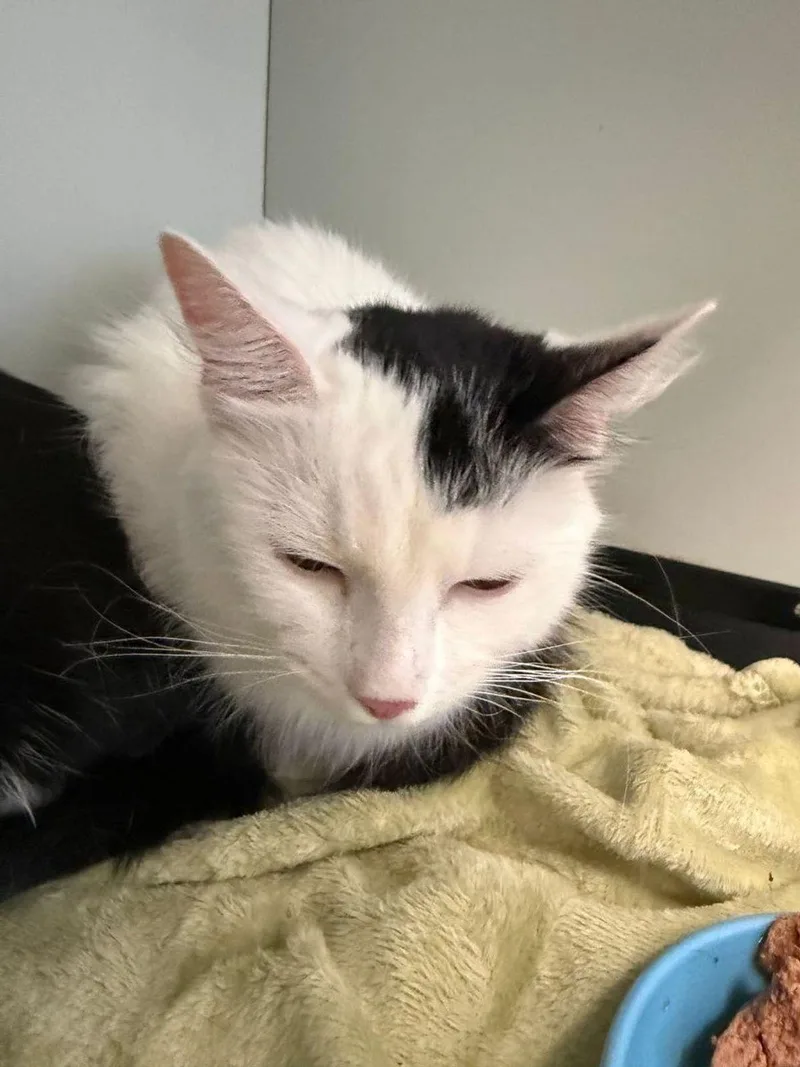 An adult medium-sized female Domestic Medium Hair cat named Jade for adoption in Kingman, AZ