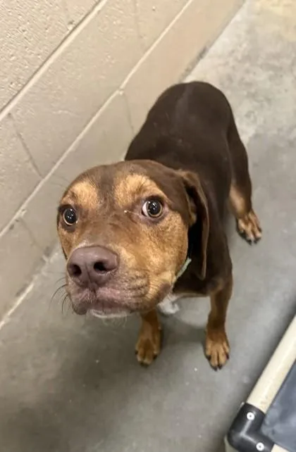 An adult medium-sized male Hound dog named B Cupid for adoption in North Charleston, SC