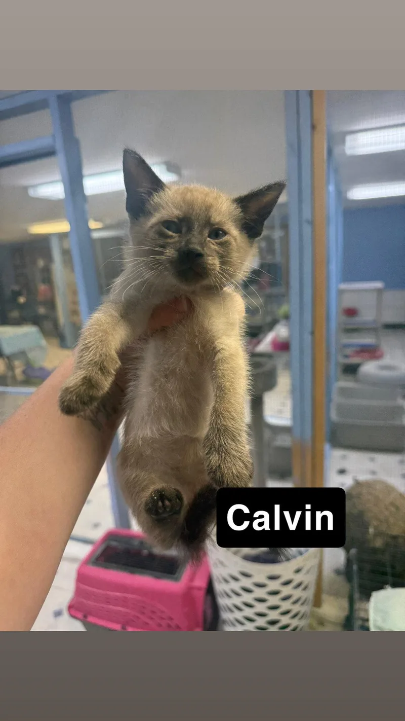 A baby small-sized male Siamese cat named Calvin for adoption in Coralville, IA