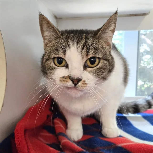 An adult medium-sized female Domestic Short Hair cat named Karen for adoption in Long Beach, CA