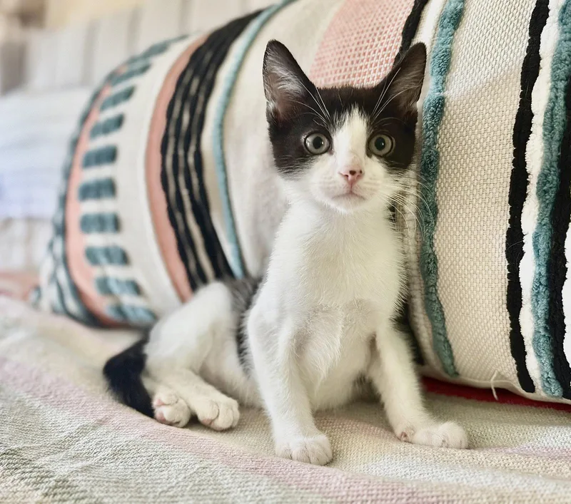 A baby medium-sized female Black & White / Tuxedo Domestic Short Hair cat named Dolly for adoption in Broomall, PA