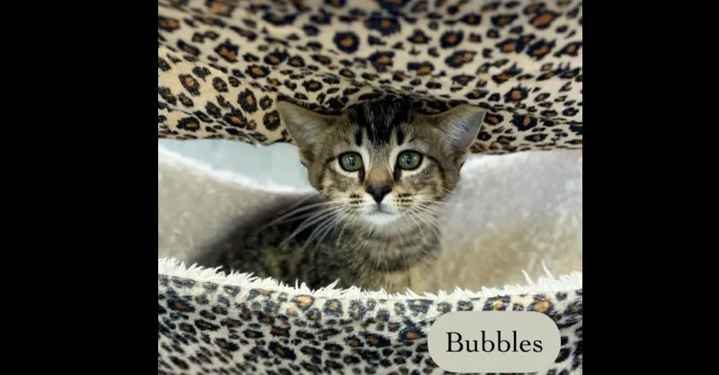 A baby small-sized female Brown / Chocolate Domestic Short Hair cat named Bubbles for adoption in Chalfont, PA