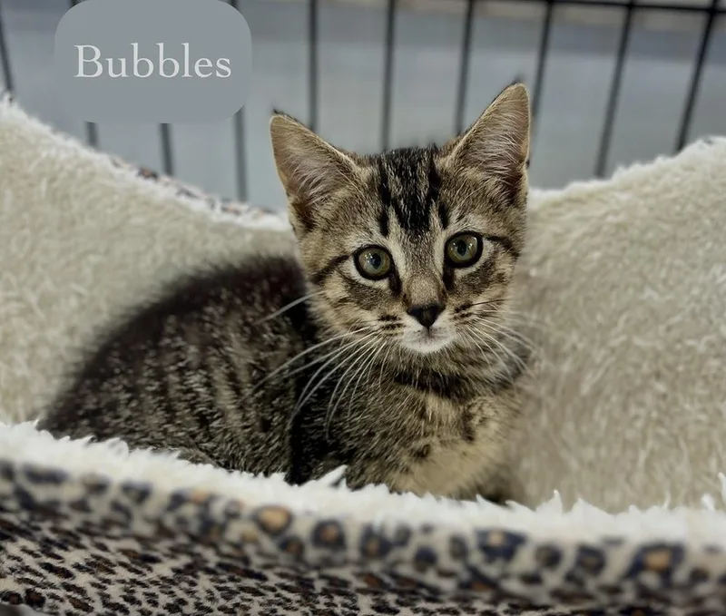 Bubbles thumbnail 2