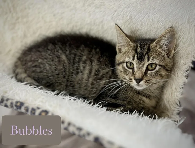 Bubbles thumbnail 4