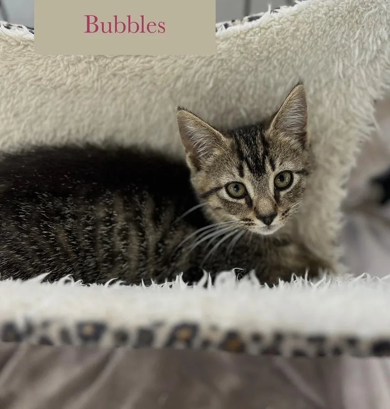 Bubbles thumbnail 5