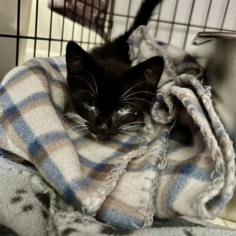 A baby small-sized male Black Domestic Short Hair cat named Paddington for adoption in West Palm Beach, FL