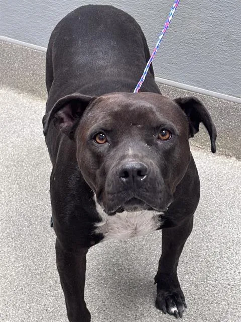 An adult large-sized female Pit Bull Terrier dog named Dusty Rose for adoption in Las Vegas, NV