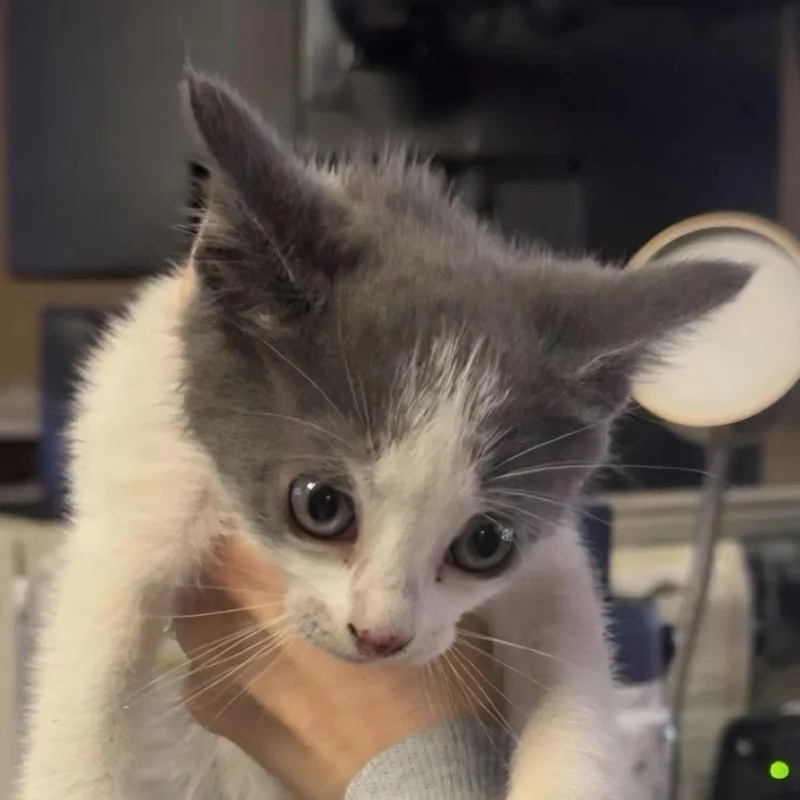 A baby small-sized female Gray / Blue / Silver Domestic Short Hair cat named Snowflake for adoption in Bronson, FL