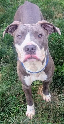 An adult medium-sized male Pit Bull Terrier dog named Stark for adoption in Akron, OH
