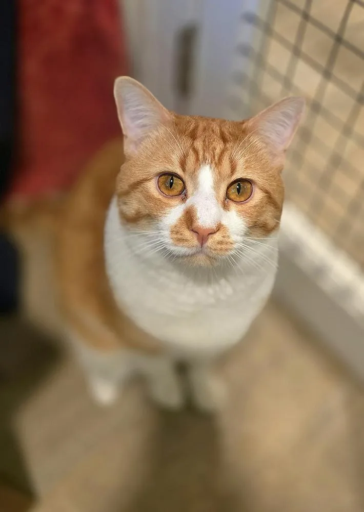 An adult large-sized male Orange & White Domestic Short Hair cat named Kevin for adoption in Vancouver, WA