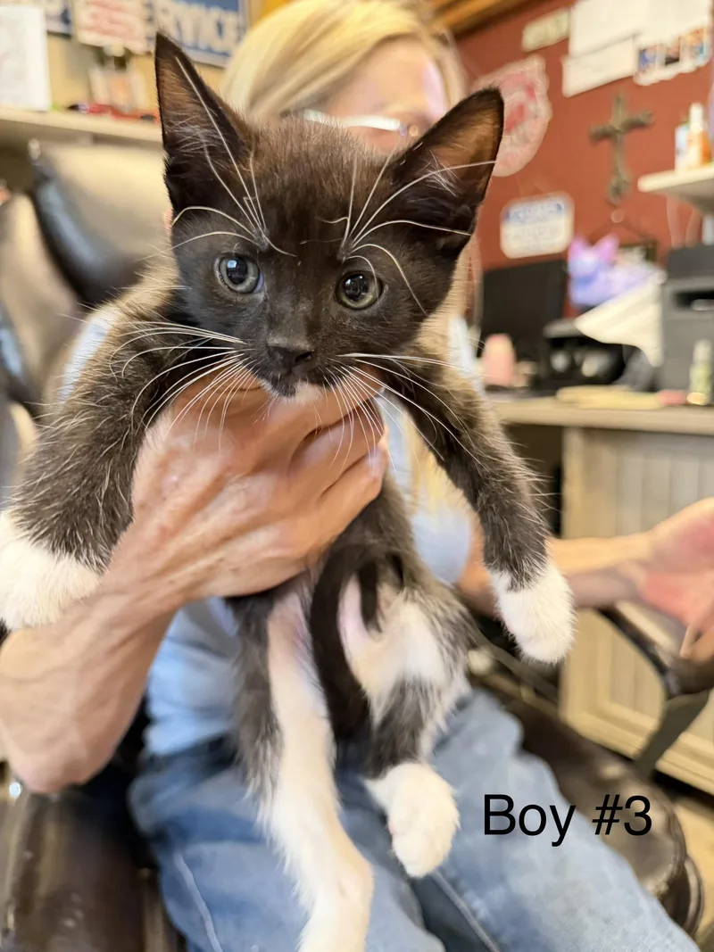 A baby small-sized male Domestic Short Hair cat named Felix for adoption in Dixon, CA