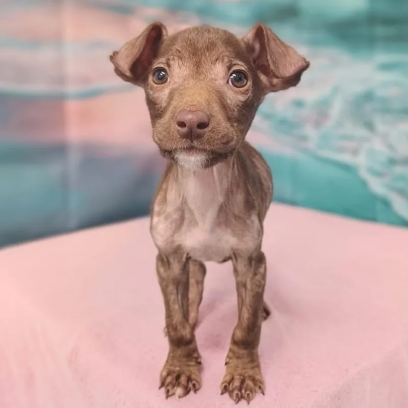 A baby medium-sized female Brown / Chocolate Labrador Retriever dog named Twiggy for adoption in Griswold, CT