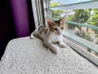 A baby small-sized female Domestic Short Hair cat named Princess Glitter Frosting for adoption in Honolulu, HI