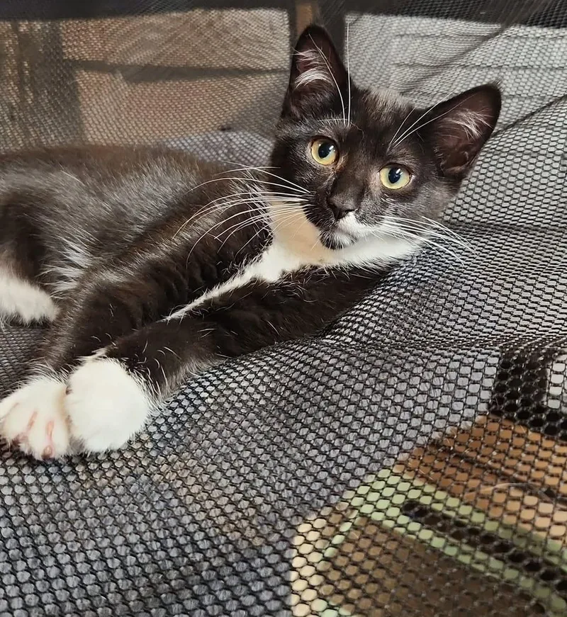 A baby small-sized female Black & White / Tuxedo American Shorthair cat named Marie Antoinette for adoption in Highland Park, NJ