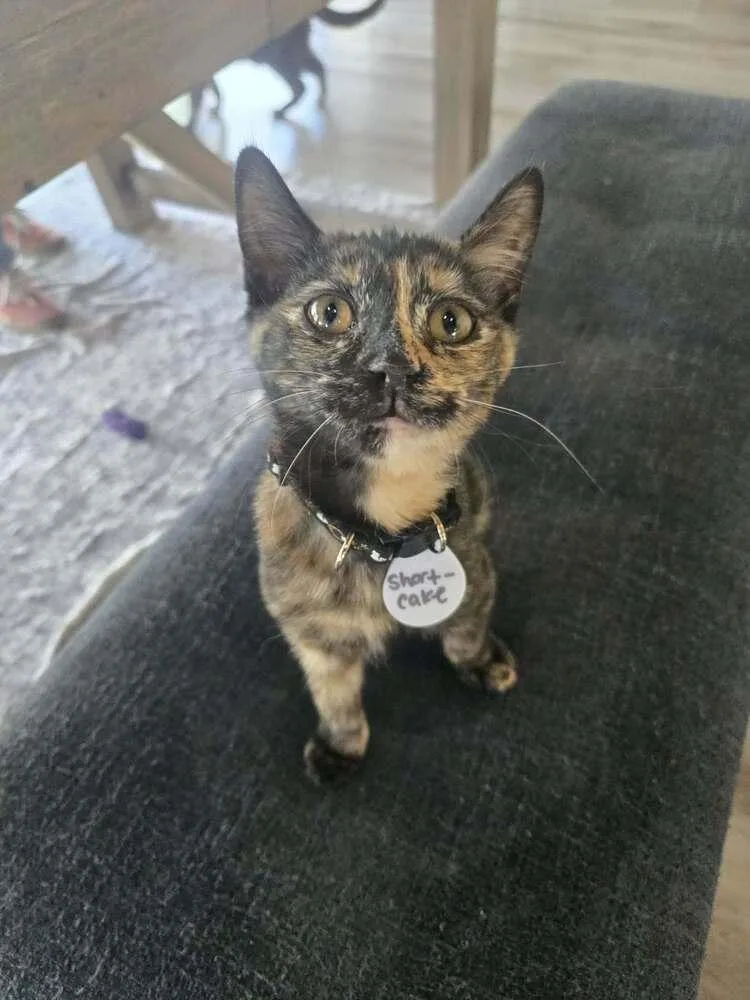A baby medium-sized female Domestic Short Hair cat named Shortcake for adoption in tucson, AZ