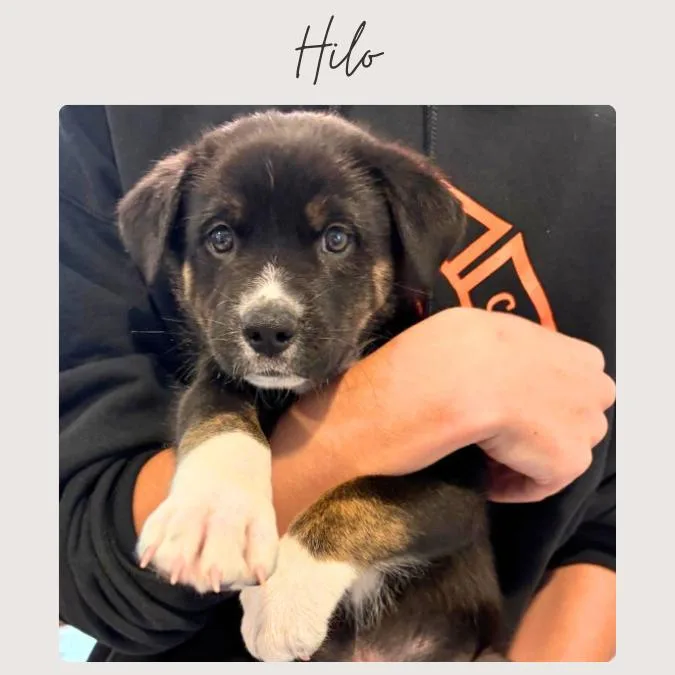 A baby small-sized male Black Mixed Breed dog named Hilo for adoption in San Juan Capistrano, CA
