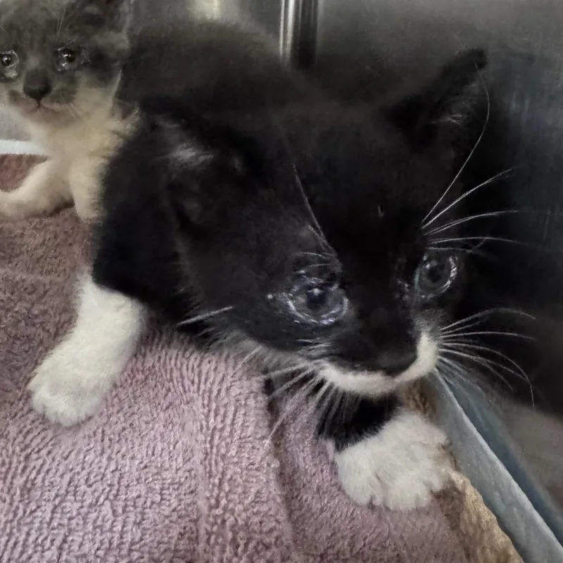 A baby small-sized male Black Domestic Short Hair cat named Klaus Jr. for adoption in Winston-Salem, NC