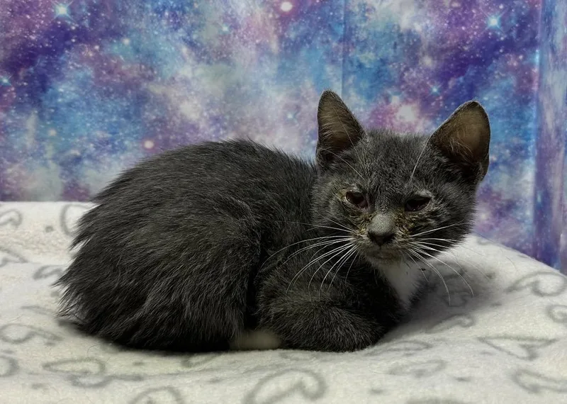 A baby small-sized male Domestic Short Hair cat named Dusk for adoption in Washington Court House, OH