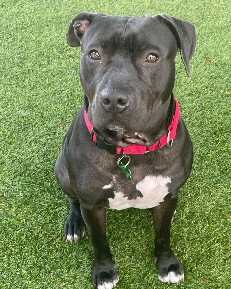 An adult large-sized female Pit Bull Terrier dog named Bunny for adoption in Pompano Beach, FL