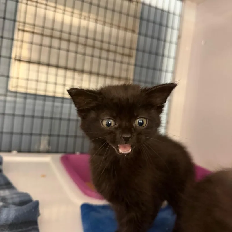 A baby small-sized female Black Domestic Short Hair cat named Box for adoption in Ruckersville, VA