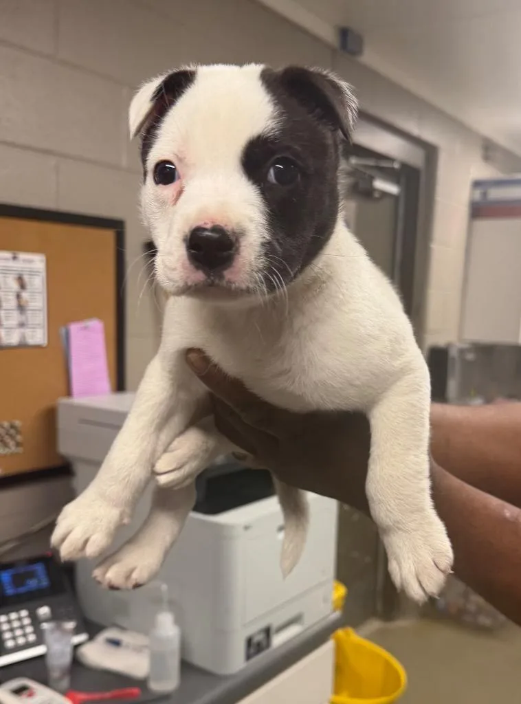 A baby small-sized male American Bulldog dog named Dragon for adoption in Hopkinsville, KY