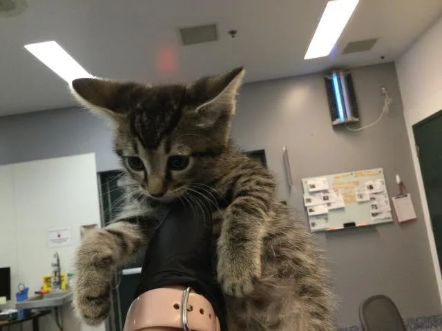 A baby small-sized male Domestic Short Hair cat named Clover for adoption in Thousand Palms, CA