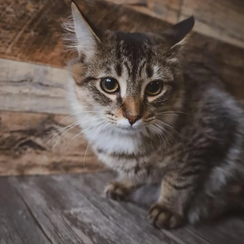 A young small-sized female White Domestic Long Hair cat named Lynx for adoption in Greenville, NC