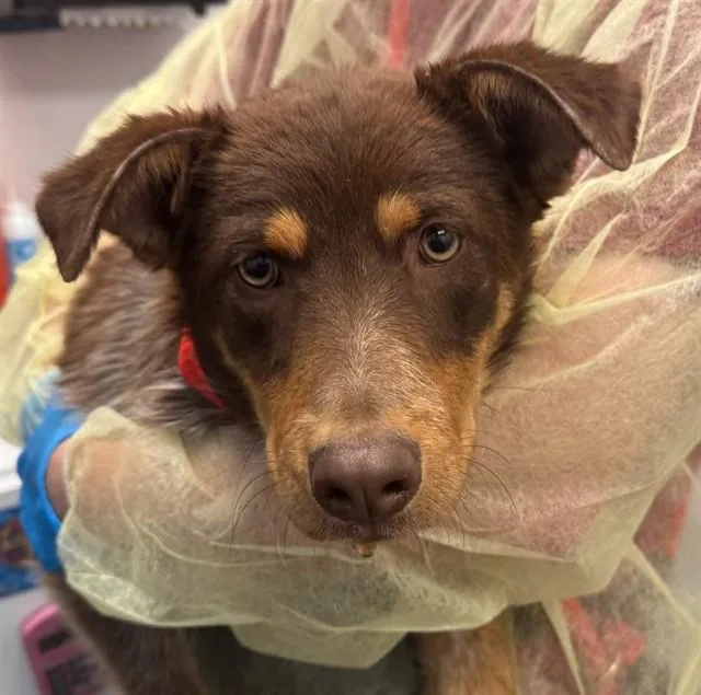 A young small-sized male Border Collie dog named A for adoption in Tucson, AZ