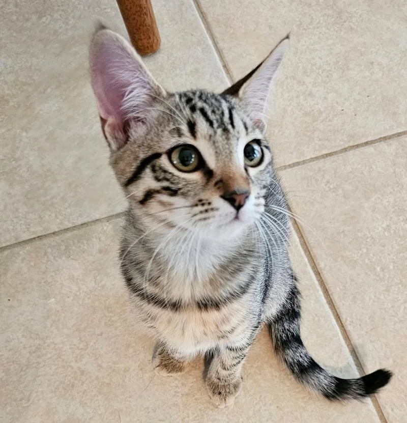 A baby medium-sized female Tabby (Brown / Chocolate) Tabby cat named Marigold for adoption in Gulfport, MS