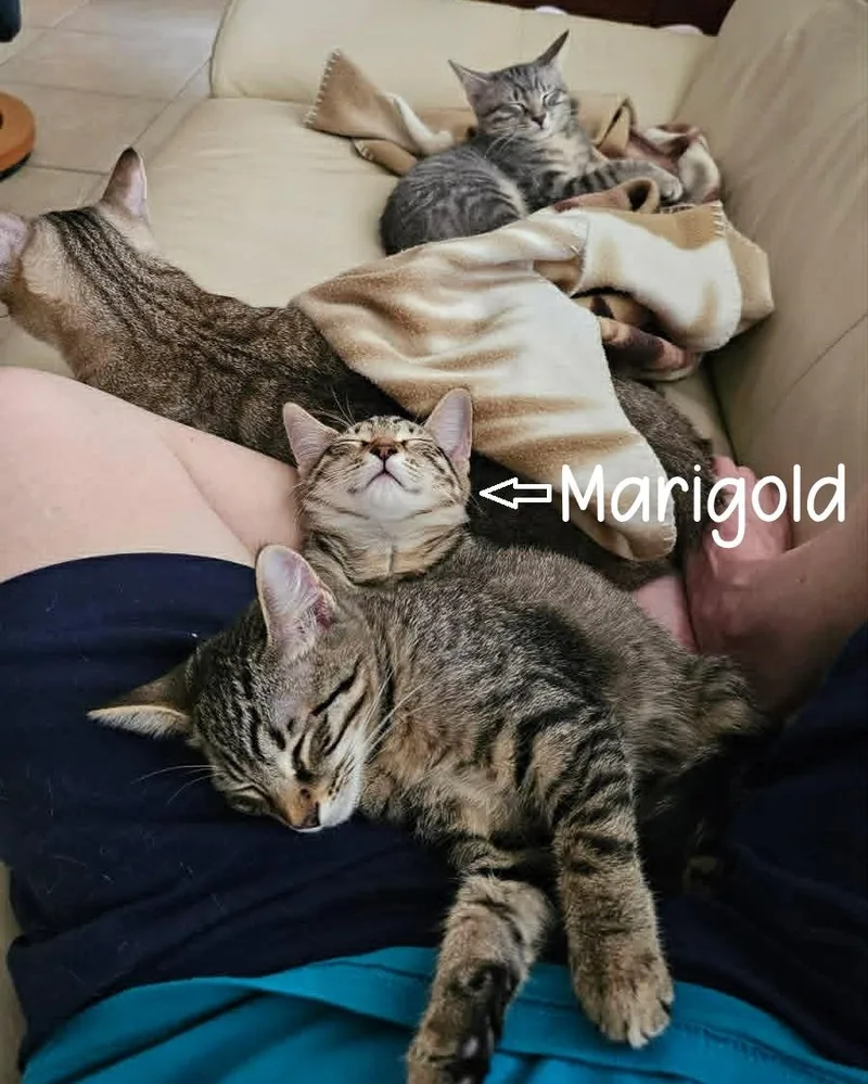 Marigold thumbnail 4