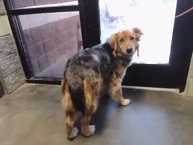 An adult large-sized male Australian Cattle Dog / Blue Heeler dog named Jasper for adoption in Tulsa, OK