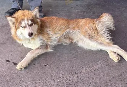 A baby medium-sized female Brown / Chocolate Siberian Husky dog named 61098745 for adoption in El Paso, TX