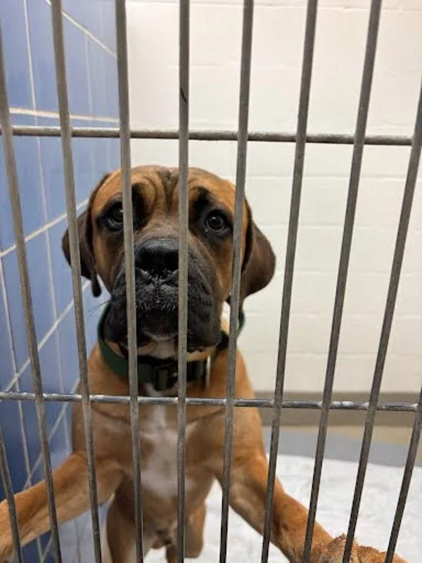 An adult extra large-sized male Cane Corso dog named Mort for adoption in Austin, TX