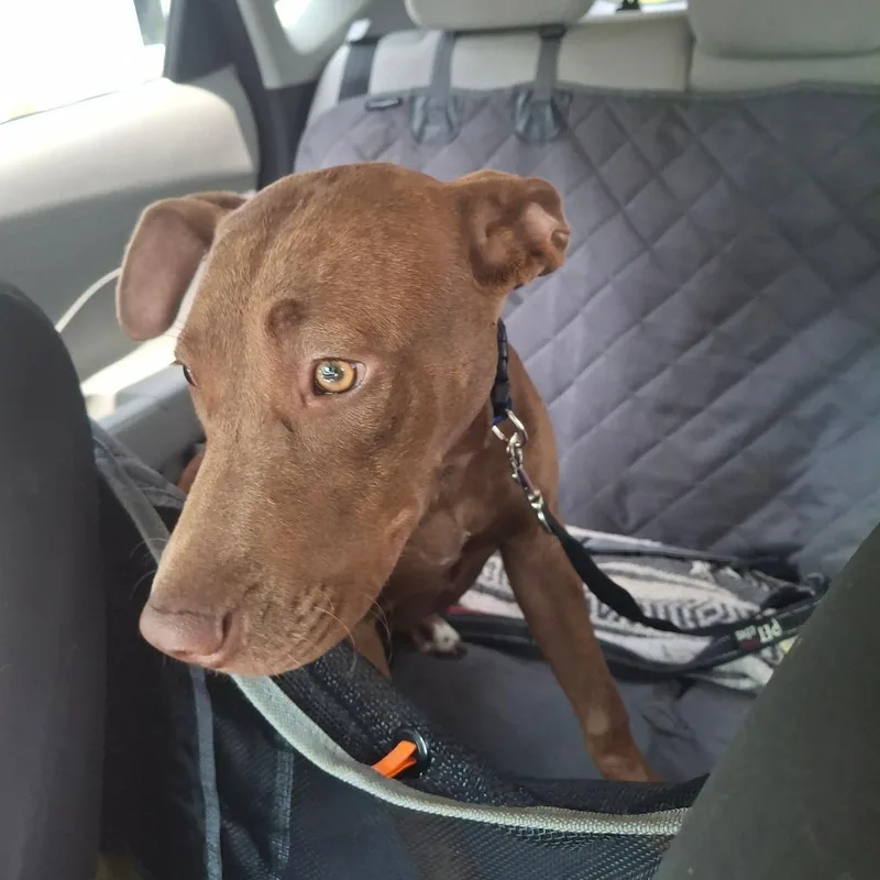 A young medium-sized female Pit Bull Terrier dog named Ivy for adoption in Lima, OH