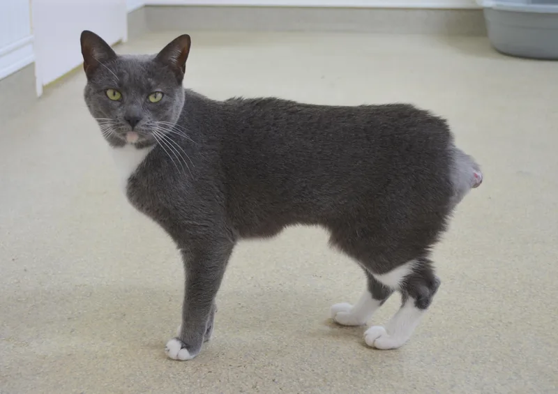 A young medium-sized female Gray & White Domestic Short Hair cat named Cricket for adoption in Westbrook, CT