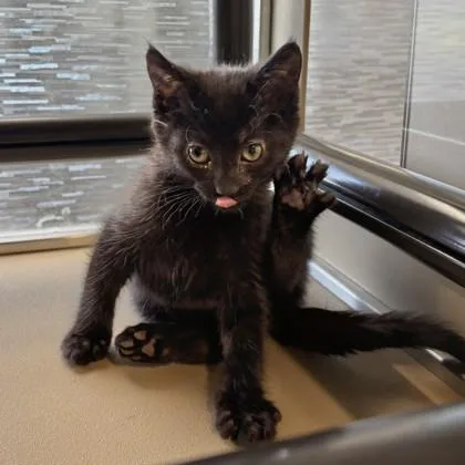 A young medium-sized female Black Domestic Short Hair cat named Vermouth for adoption in Dubuque, IA