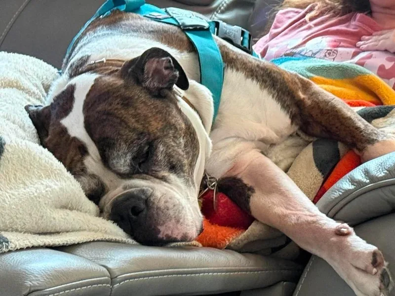 A senior large-sized male English Bulldog dog named Boris for adoption in Omaha, NE
