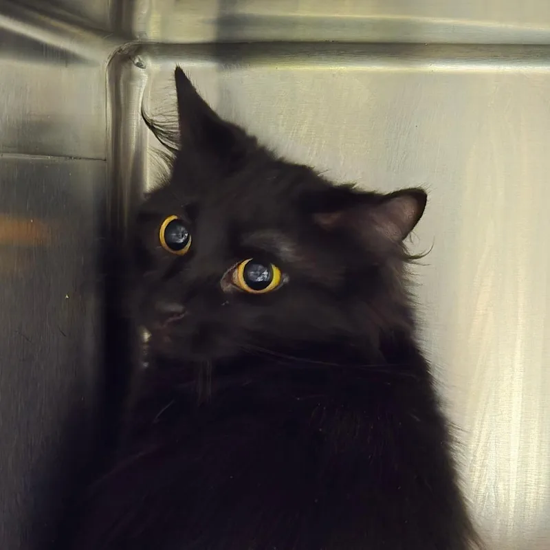 A young medium-sized female Black Domestic Long Hair cat named Licorice for adoption in Concord, NC