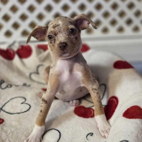 A baby small-sized female Merle (Red) Mixed Breed dog named Orange Star for adoption in Toms River, NJ