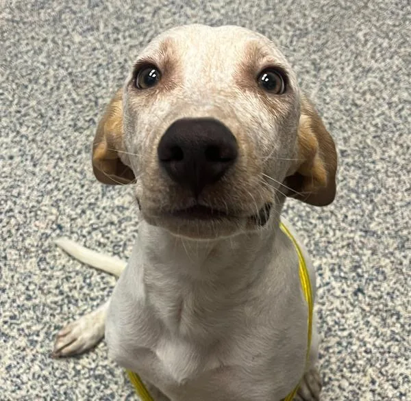 A young medium-sized male American Foxhound dog named Sam for adoption in Golden, CO
