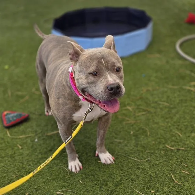 An adult large-sized female Pit Bull Terrier dog named Queen for adoption in Las Vegas, NV