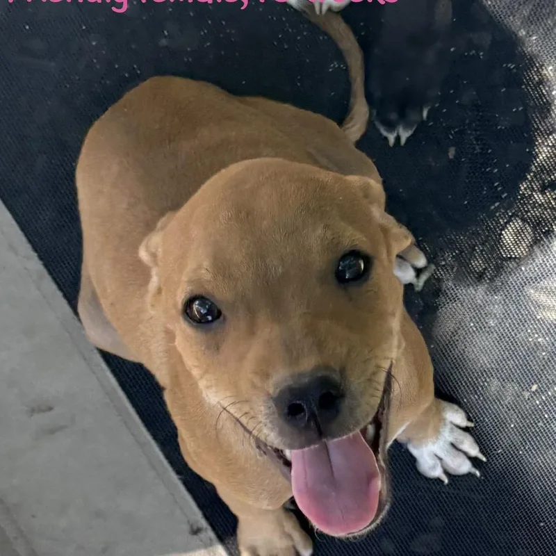 A baby small-sized female Pit Bull Terrier dog named Abby for adoption in West Plains, MO