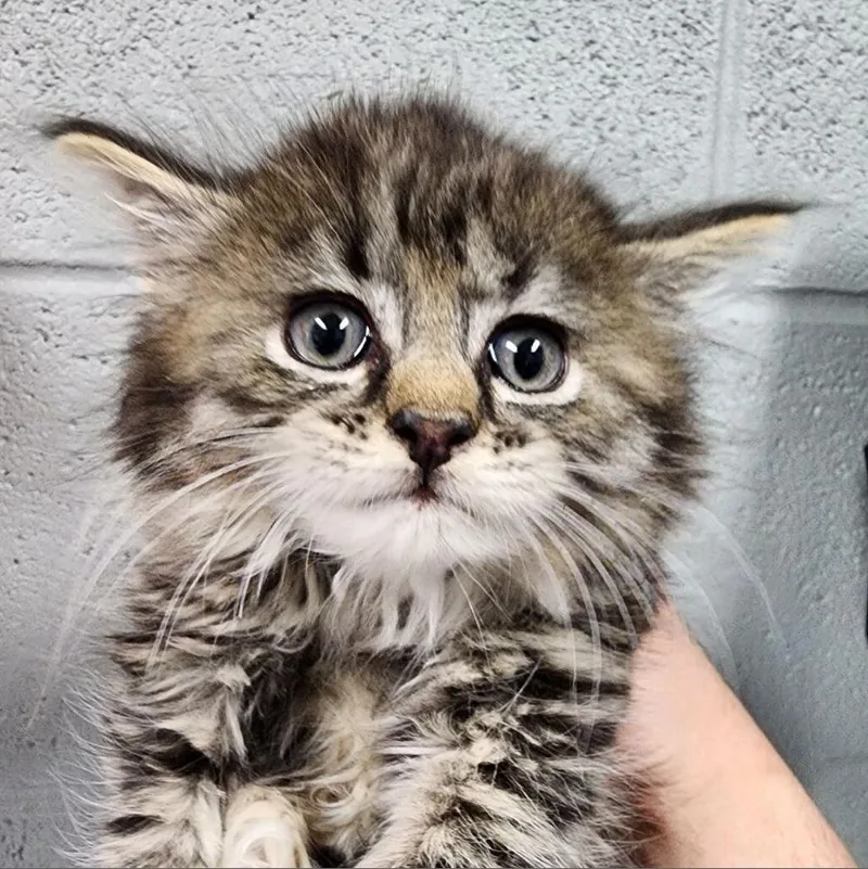 An adult small-sized male Brown / Chocolate Domestic Long Hair cat named Johnny Cash for adoption in Allentown, PA