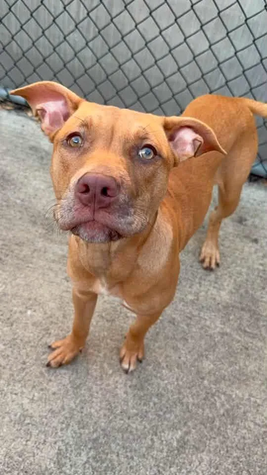 An adult medium-sized female Yellow / Tan / Blond / Fawn Pit Bull Terrier dog named Lorde for adoption in Chicago, IL