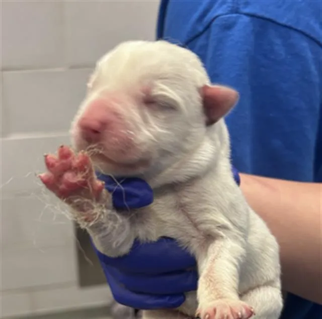 A baby small-sized female Mixed Breed dog named Saturn for adoption in Dallas, TX