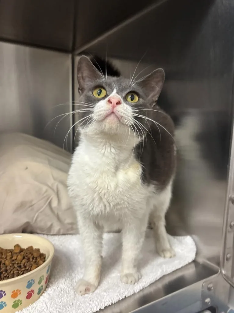 A young small-sized female Domestic Short Hair cat named Josefina for adoption in Los Angeles, CA